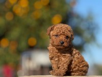 AŞILI ÇİŞ EĞİTİMLİ ORJİNAL TOY POODLE BEBEKLER 