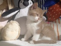 Cinnamon bicolor kedilerim yeni yuvalarını arıyorlar