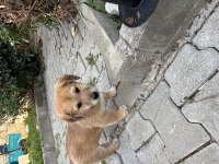 Bakımlı Yavru Köpekler
