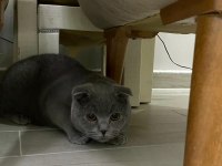 10 Ağustos doğumlu scottish fold