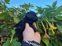 Poodle Mersin
