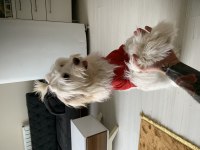 Sevimli bebek maltese