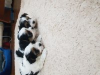 Erkek dişi biewer yorkshire terrier