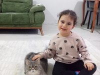 Safkan british dişi kedimiz