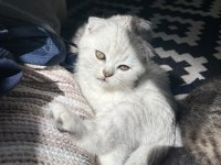 Scottish Fold Yavru