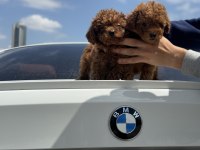 Ankaranın En Kaliteli Kore Toy Poodle Yavruları