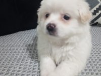 Çok sevimli maltipoo