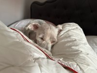 Terrier oğlana yuva