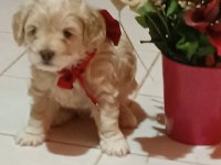 Erkek maltipoo