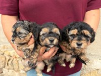Sevgi Dolu Maltipoo Yavrular Yeni Ailesini Arıyor