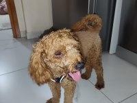 1.5 Yaşında Poodle