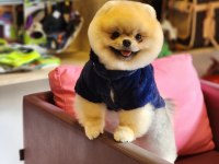 Show Kalite 1 Yaş Pomeranian BOO En İyisi