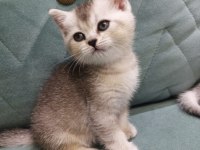 British shorthair silver point yavrular iki aylık