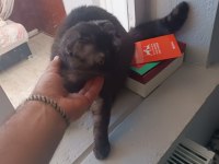 Van scottish fold kedimiz