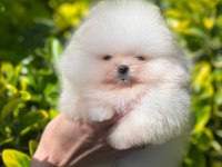 Pomeranian boo bebek yüz dişi yavrumuz
