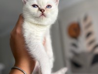 Pamuk Prenses Safkan British Shorthair