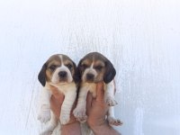 Beagle yavrular