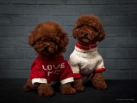 Minik Poodle Kurabiyeler