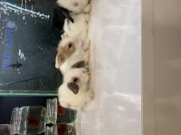 Hollanda Lop Tavşan Yavruları