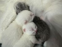 27 Mart Doğumlu Scottish Fold Yavrular Sahiplendirme