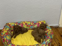 Teacup Toy Poodle