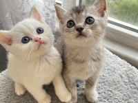 British shorthair