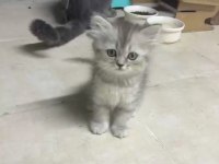 1 erkek ve 1 dişi Scottish fold ve British longhair