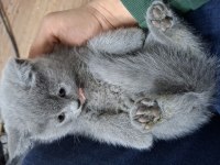 Çok Sağlıklı British Shorthair
