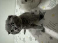 Yeni Scottish Fold Yavrularımızı Sahiplendireceğiz