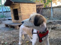 Köpeğimiz toprağı sahiplendirmek istiyoruz