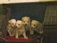 Maltese terrier yavrular
