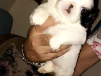 En güzel pekinez yavruları