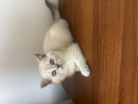 British shorthair lynx point