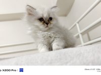 2 Aylık Longhair ve Shorthair Dişi Yavrular