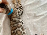 BENGAL KEDİSİ YAVRULARI
