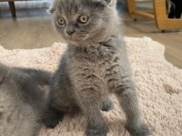 Scottish fold dişi ve erkek yavrular