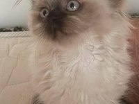 Scottish Fold Blue Point Dişi 50 Günlük