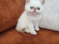 Bebekler yeni ailesine gitmeye hazır persian