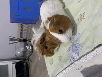 Eş Ginepigler