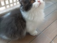 British Shorthair Ve British Longhair Yavrular