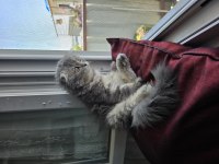 Sahiplendirilecek scottish fold