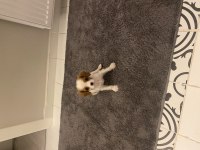 2 buçuk aylık cavalier king charles izmir
