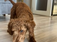 Toy poodle 4.5 aylık