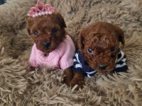 Toypoodle Yavrularımız