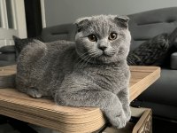 Acil sahiplendirme scottish fold açıklamayı okuyun lütfen