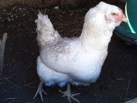 KULUÇKALIK YUMURTA