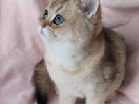 Şafkan British Shorthair