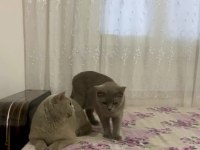 Detaylı bilgi için arayın british shorthair