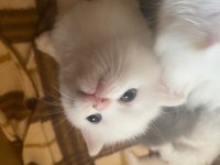 1,5 AYLIK BRITISH KEDİLERİMİZ GRİ VE BEYAZ