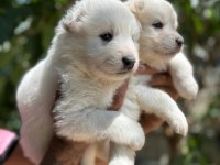 Yavrularımız ömür boyu ırk garantili samoyedler